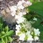 Aedhortensia Wims Red